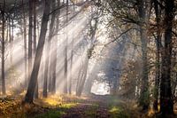 Zonneharpen in de Laurabossen