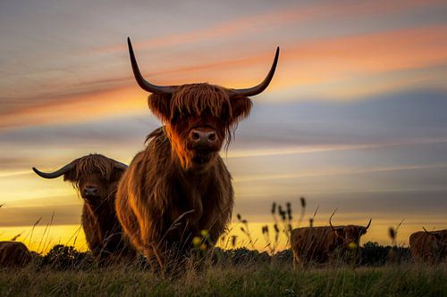 Schotse Hooglanders tijdens zonsondergang.