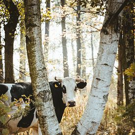 Vache des forêts sur Jakub Wencek