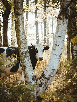 Forest cow by Jakub Wencek
