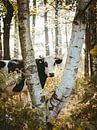 Vache des forêts par Jakub Wencek Aperçu