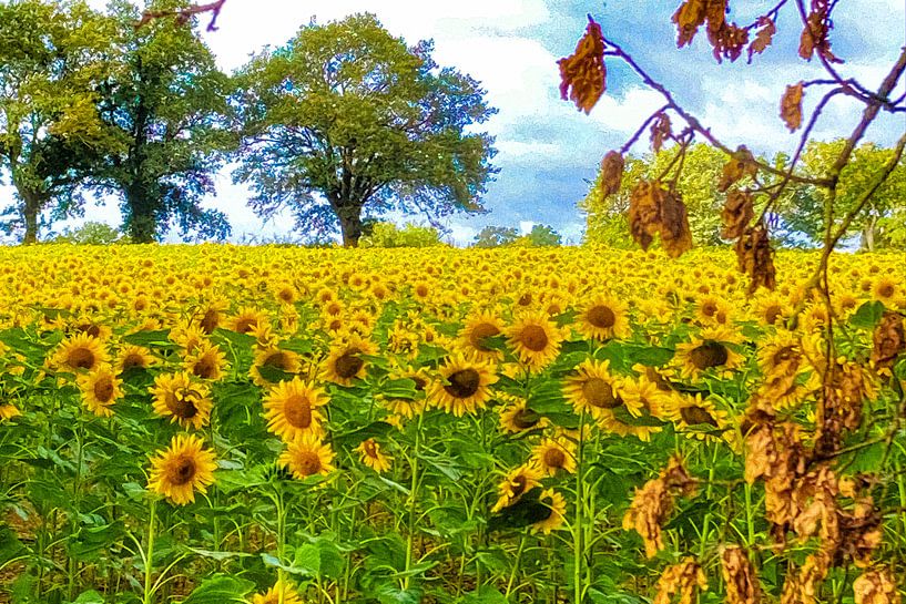 Sunflowers by Truckpowerr
