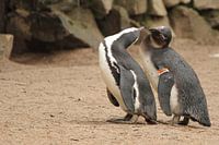 Pinguins 