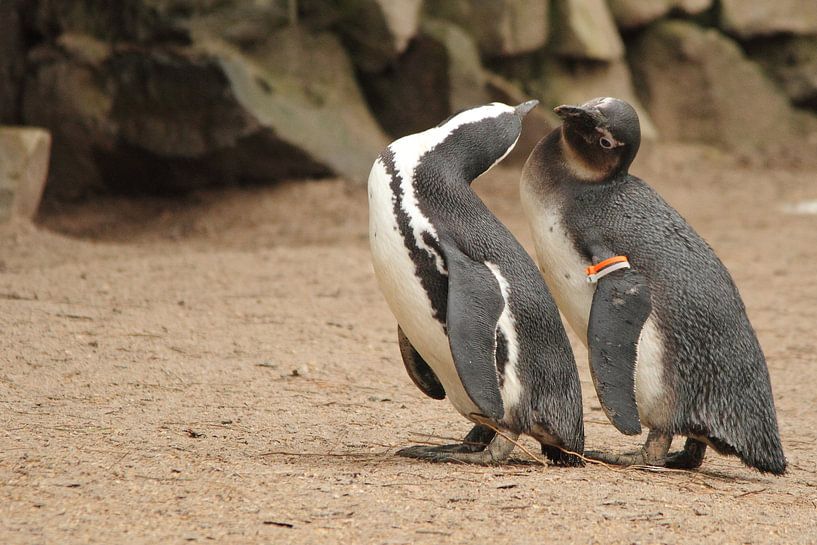 Pinguins  by Arnold van der Horst