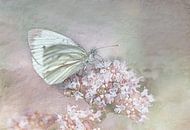 Schmetterling im Vintage-Look von natascha verbij Miniaturansicht