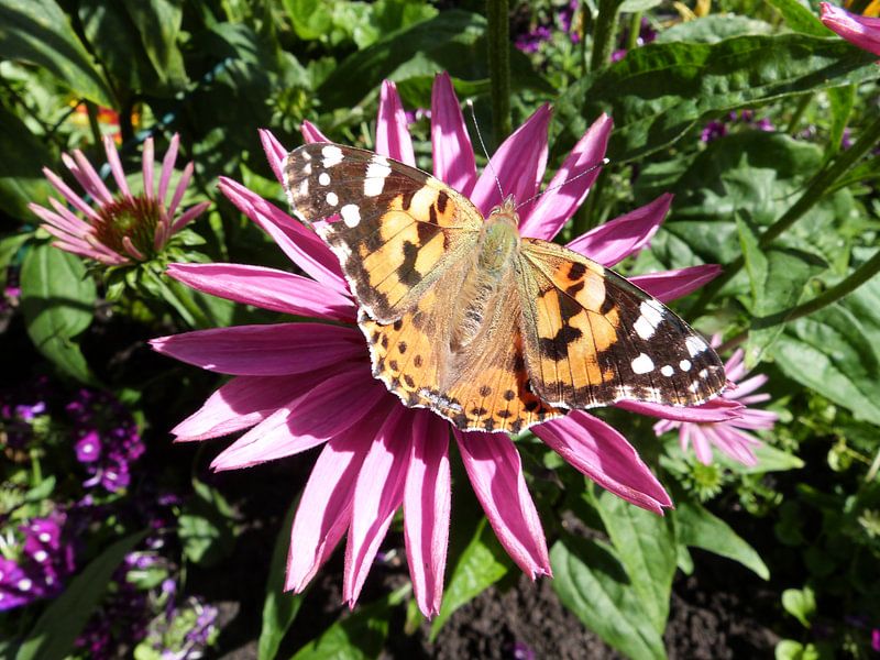 Echinacea von Ton Horst