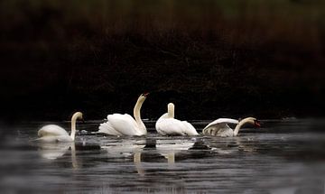 White Swans by Loek Lobel