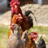 Rooster and chickens by Gabry Zijlstra