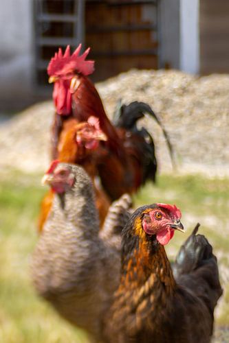 Haan en kippen