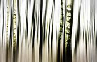 Birch forest 