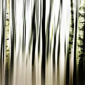 Birch forest  sur Bianka Hesse