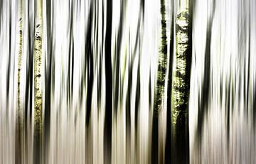 Birch forest