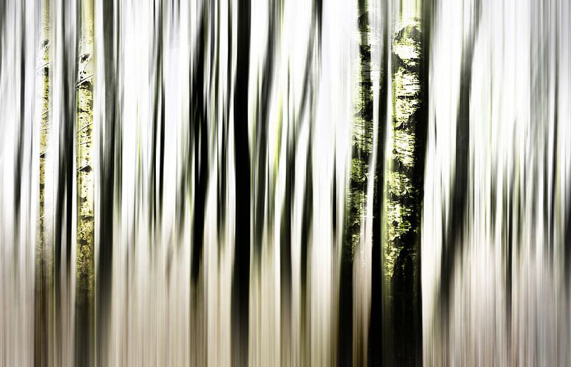 Birch forest  by Bianka Hesse