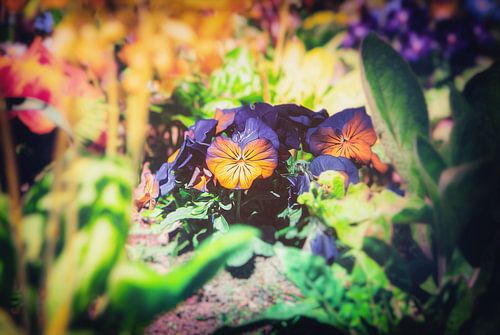 Bloesem in Gruga - Lenteviooltjes groep Tulp gefotografeerd in zacht bokeh