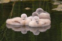 Verse Knobbelzwaantjes (Cygnus olor)