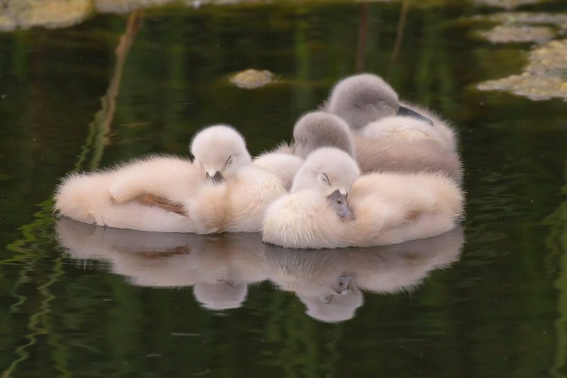 Junge Höckerschwäne (Cygnus olor) von Eric Wander