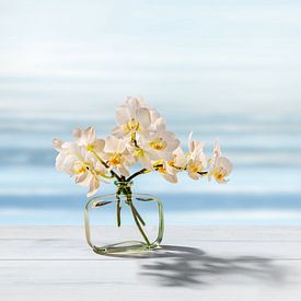 witte orchidee in de zon bij het water van Dörte Bannasch