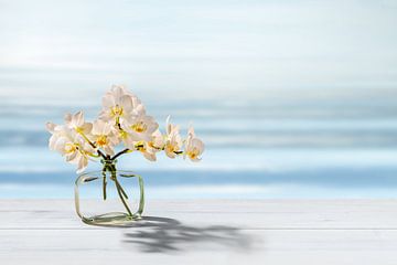 witte orchidee in de zon bij het water van Dörte Bannasch