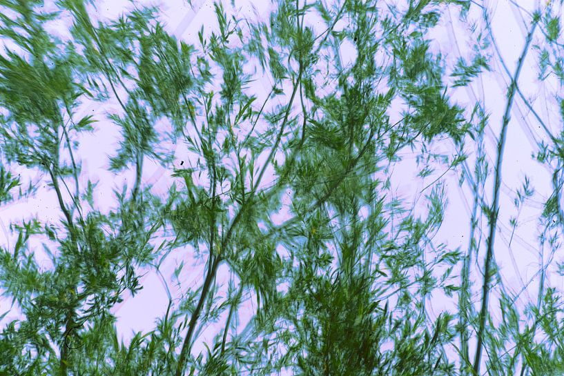 Bäume im Wind von Nick Wendt