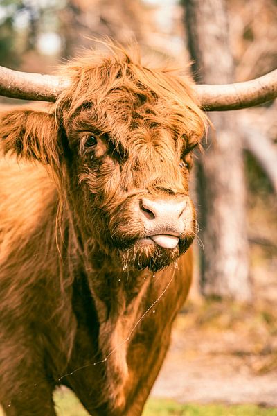 Schotse hooglander steekt de tong uit van Sjoerd van der Wal Fotografie