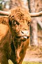Schotse hooglander steekt de tong uit van Sjoerd van der Wal Fotografie thumbnail