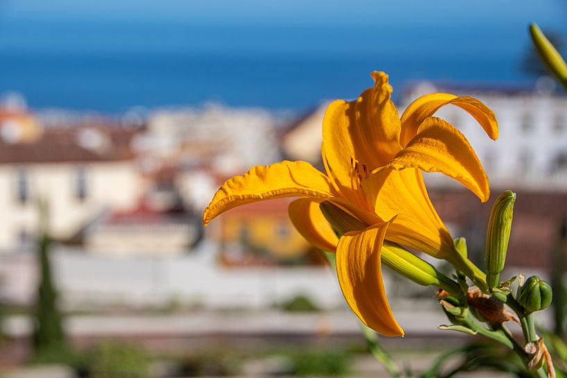 The blossom of a yellow daylily in the Victoria Garden by David Esser