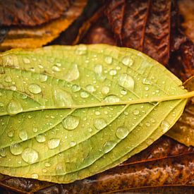 gouttes de pluie sur zippora wiese