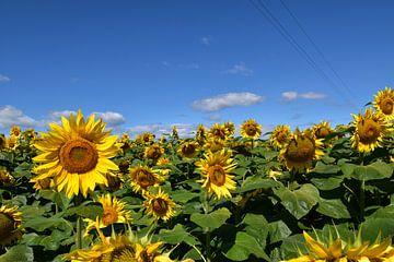 A sunflower field under a blue sky by Claude Laprise