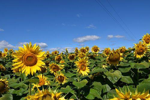A sunflower field under a blue sky