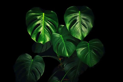 Mysterieuze Monstera