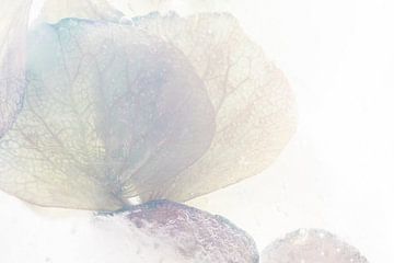 Hortensia Pasteltinten | Bloemenfotografie van Nanda Bussers