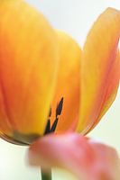 bunte Tulpe