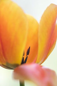 bunte Tulpe von Foto A de Jong