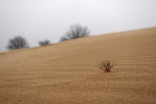 Kootwijkerzand