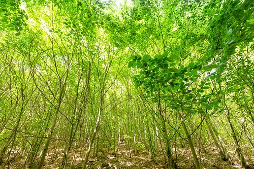 Groen beukenbos in het voorjaar