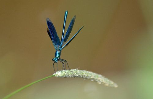 heidebeek juffer/libel