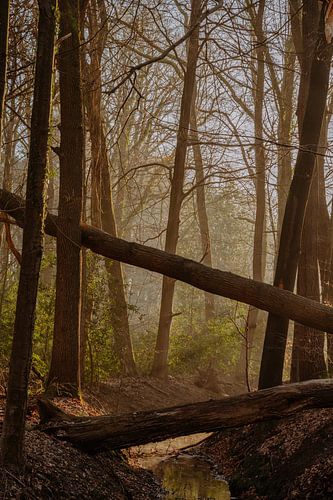 Brook près de Vaassen The Motketel