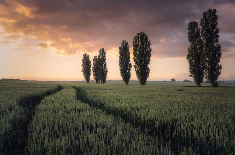 Depth of Field by Loris Photography