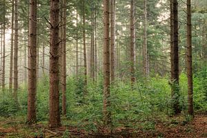 Waldpanorama im Sommer auf Gut Zonheuvel Doorn - Utrechtse Heuvelrug