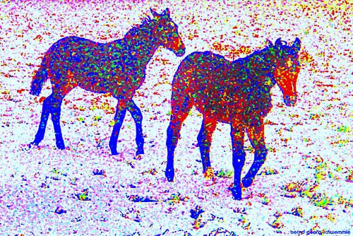 Paarden in de sneeuw