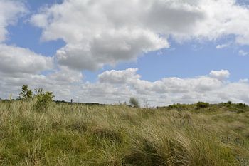 duinen