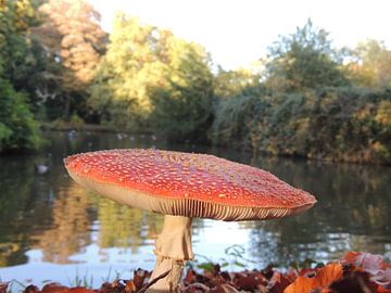 Vliegenzwam in de herfst van Nadine Geerinck