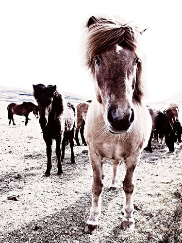 Cheval islandais Rikka