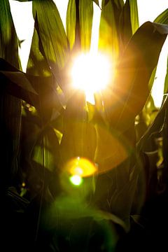 Field of Gold