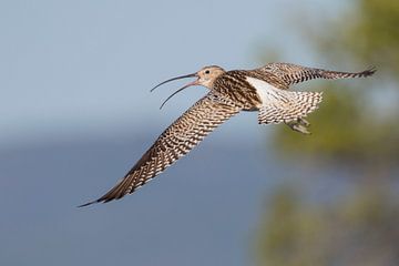 Wulp (Numenius arquatus) in vlucht van Beschermingswerk voor aan uw muur