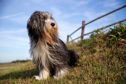Bearded Collie