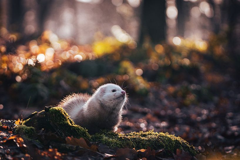 Dino-Tal von Marieke Urlings Photography