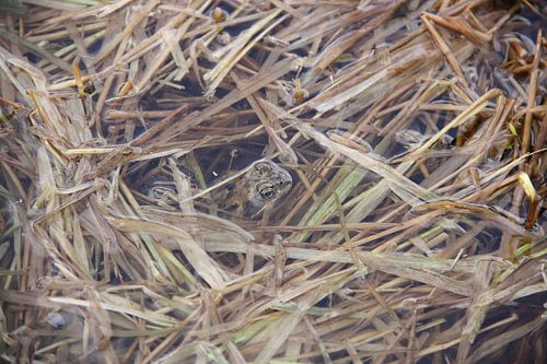 Pad in het water van een grasland
