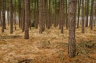 The trees or the forest by Johan Vanbockryck thumbnail