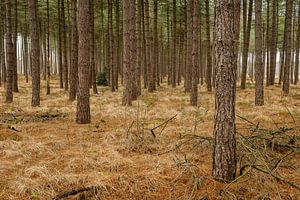 Die Bäume oder der Wald von Johan Vanbockryck